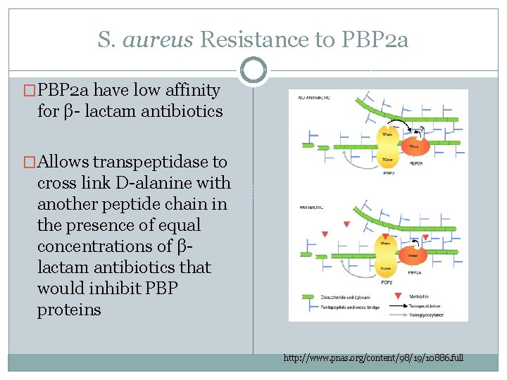 S. aureus Resistance to PBP 2 a �PBP 2 a have low affinity for