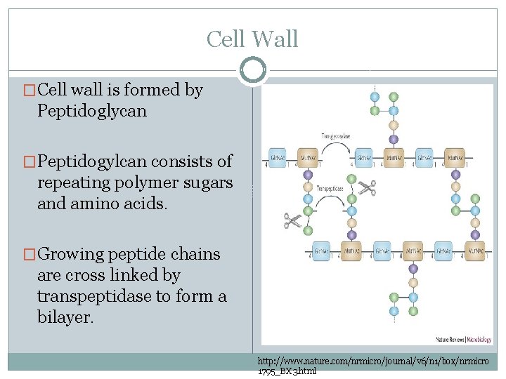 Cell Wall �Cell wall is formed by Peptidoglycan �Peptidogylcan consists of repeating polymer sugars