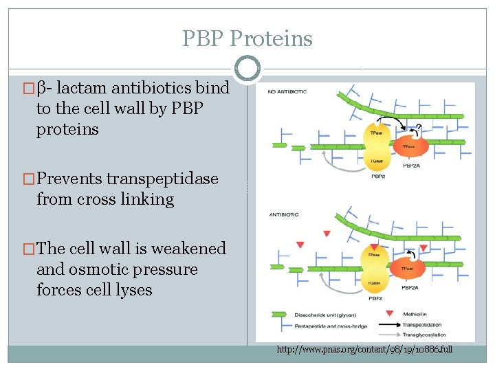 PBP Proteins �β- lactam antibiotics bind to the cell wall by PBP proteins �Prevents