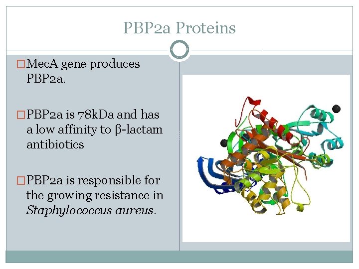 PBP 2 a Proteins �Mec. A gene produces PBP 2 a. �PBP 2 a