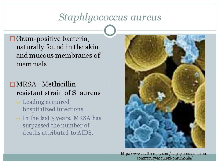 Staphlyococcus aureus � Gram-positive bacteria, naturally found in the skin and mucous membranes of