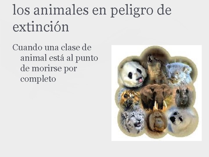 los animales en peligro de extinción Cuando una clase de animal está al punto