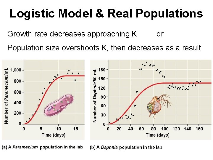 Logistic Model & Real Populations Growth rate decreases approaching K or Population size overshoots