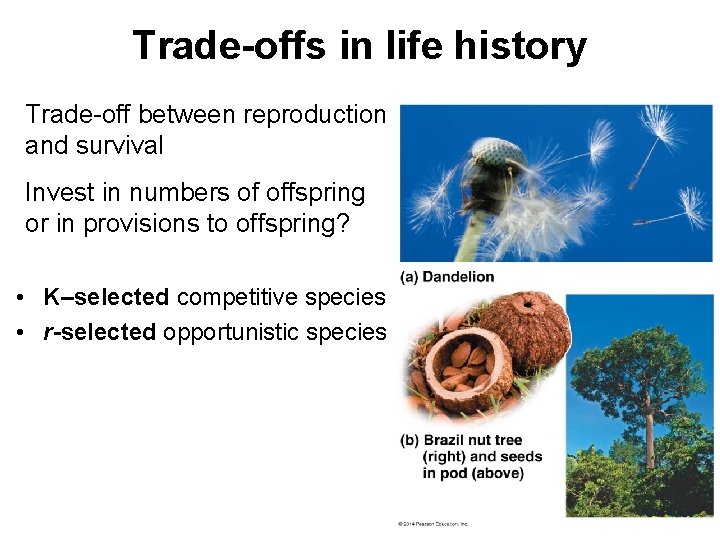 Trade-offs in life history Trade-off between reproduction and survival Invest in numbers of offspring