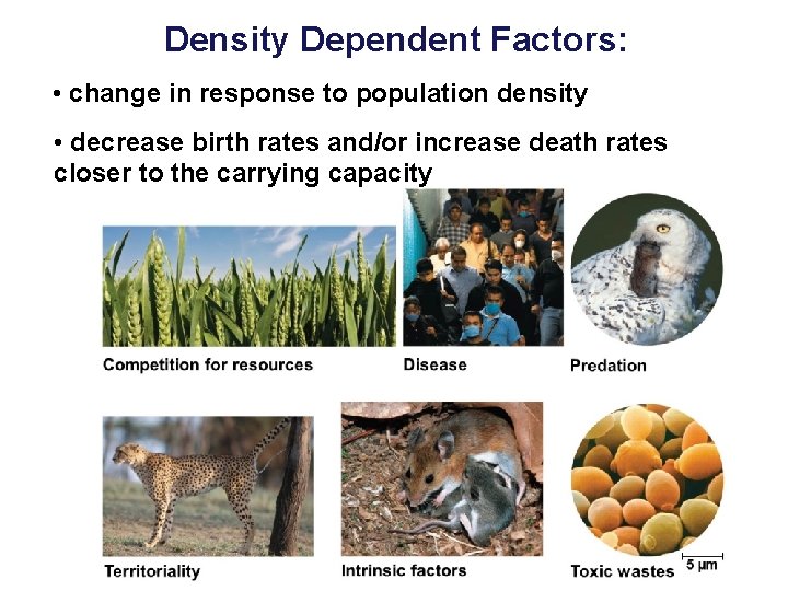Density Dependent Factors: • change in response to population density • decrease birth rates