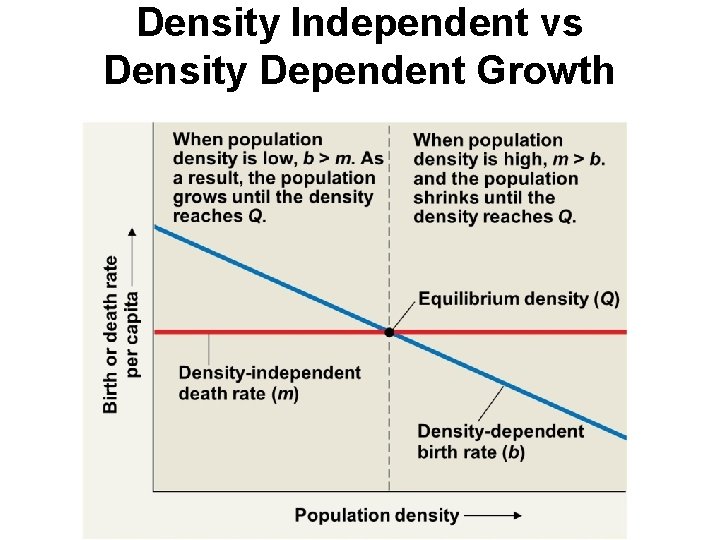 Density Independent vs Density Dependent Growth 