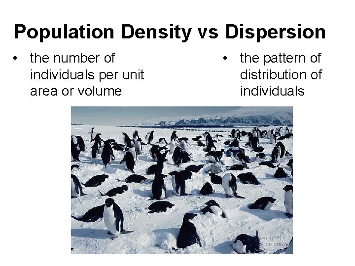Population Density vs Dispersion • the number of individuals per unit area or volume