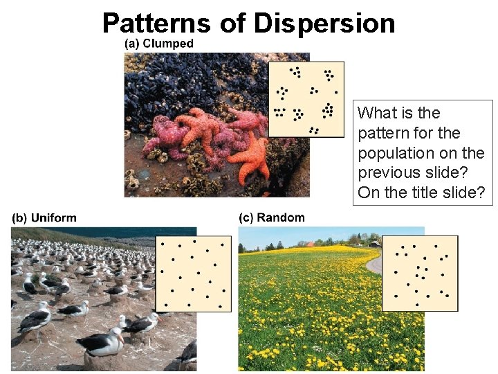 Patterns of Dispersion What is the pattern for the population on the previous slide?