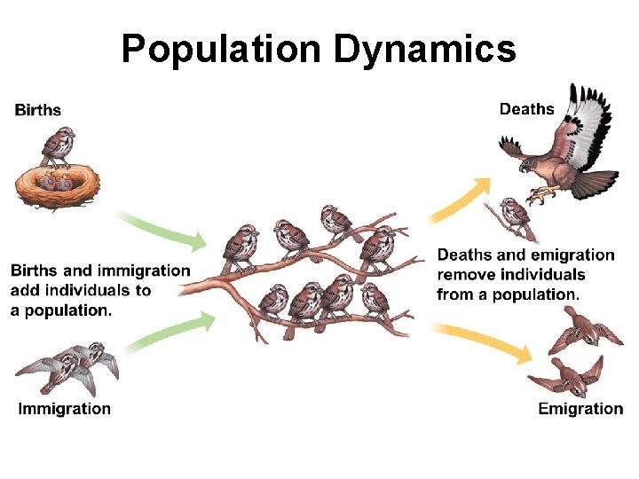 Population Dynamics 