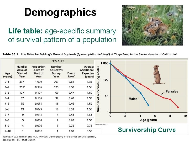 Demographics Life table: age-specific summary of survival pattern of a population Survivorship Curve 