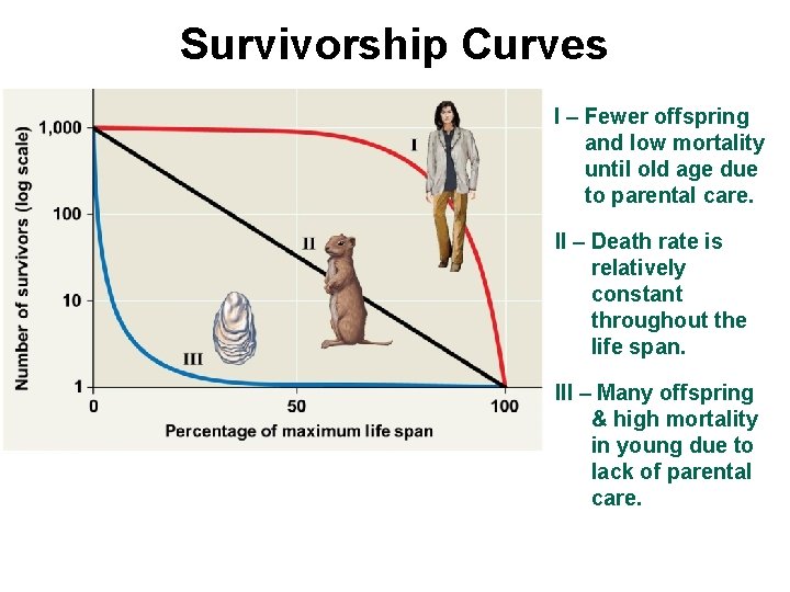 Survivorship Curves I – Fewer offspring and low mortality until old age due to