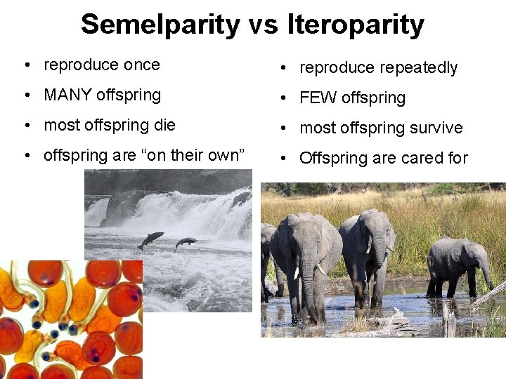 Semelparity vs Iteroparity • reproduce once • reproduce repeatedly • MANY offspring • FEW