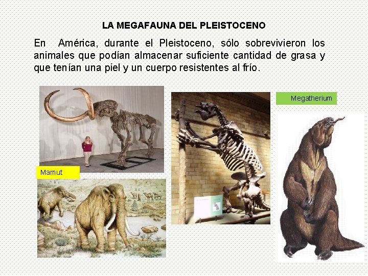 LA MEGAFAUNA DEL PLEISTOCENO En América, durante el Pleistoceno, sólo sobrevivieron los animales que