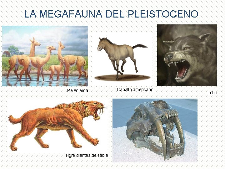 LA MEGAFAUNA DEL PLEISTOCENO Paleolama Tigre dientes de sable Caballo americano Lobo 