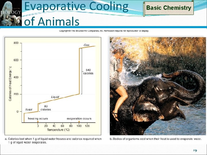 Evaporative Cooling of Animals Basic Chemistry 29 