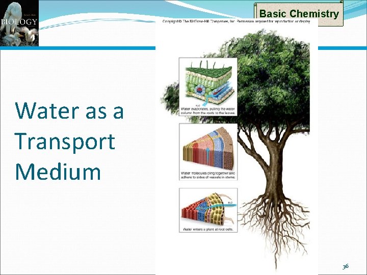 Basic Chemistry Water as a Transport Medium 36 