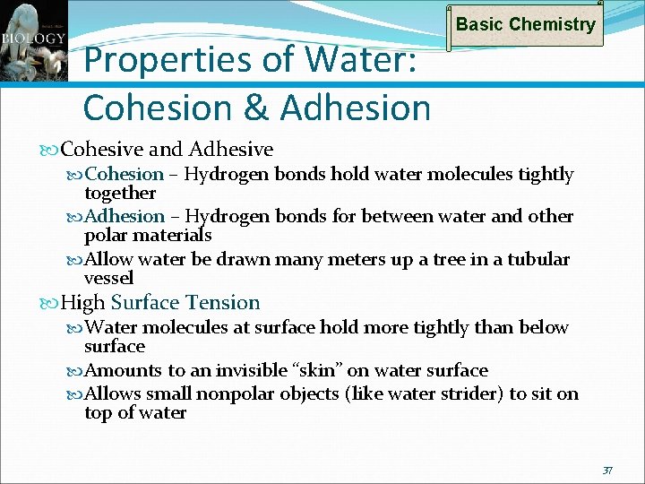 Properties of Water: Cohesion & Adhesion Basic Chemistry Cohesive and Adhesive Cohesion – Hydrogen