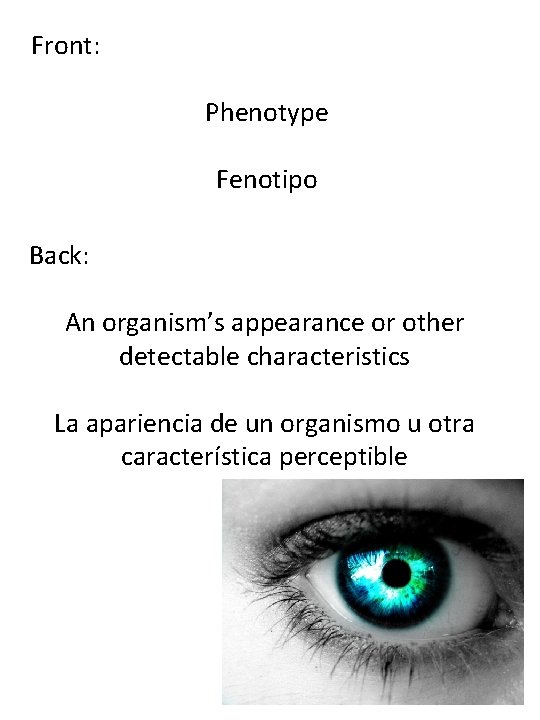 Front: Phenotype Fenotipo Back: An organism’s appearance or other detectable characteristics La apariencia de