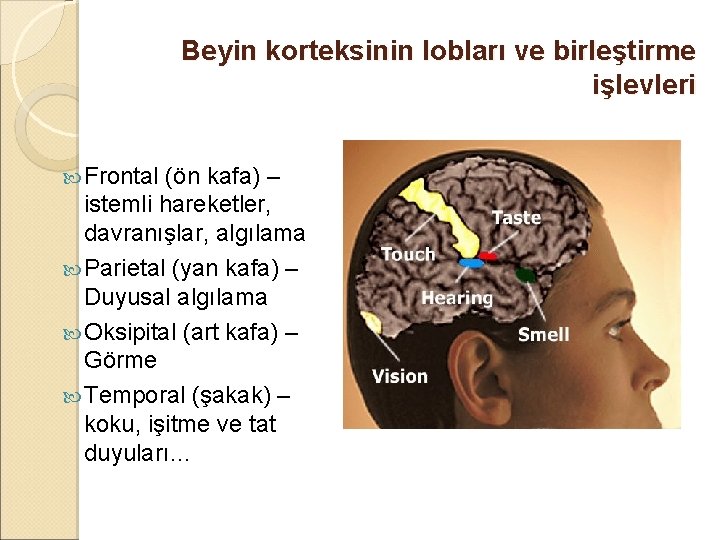 Beyin korteksinin lobları ve birleştirme işlevleri Frontal (ön kafa) – istemli hareketler, davranışlar, algılama