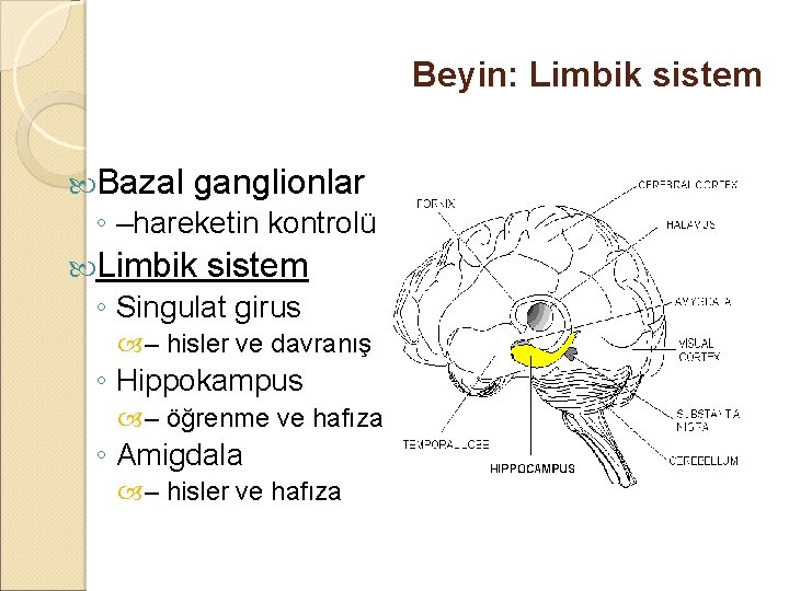 Beyin: Limbik sistem Bazal ganglionlar ◦ –hareketin kontrolü Limbik sistem ◦ Singulat girus –