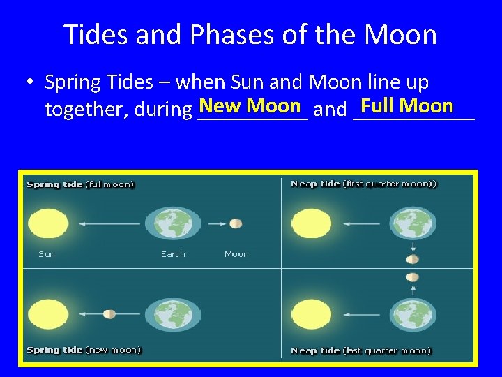 Tides and Phases of the Moon • Spring Tides – when Sun and Moon
