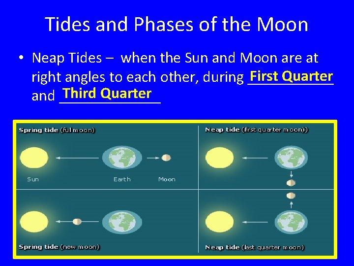 Tides and Phases of the Moon • Neap Tides – when the Sun and