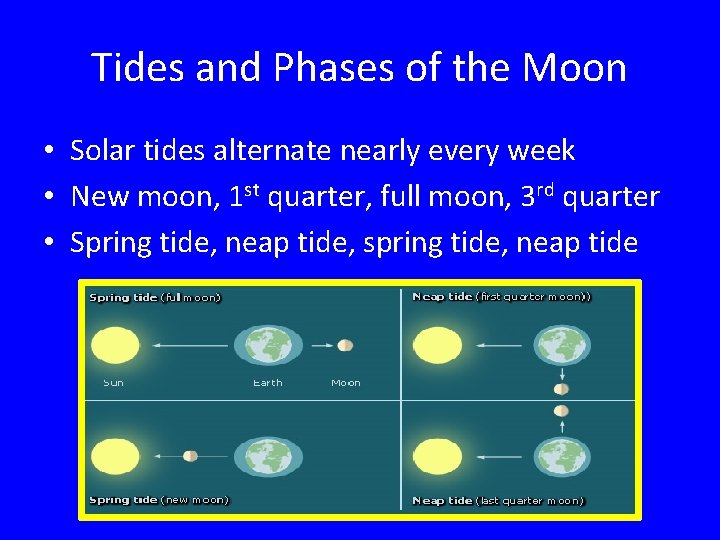 Tides and Phases of the Moon • Solar tides alternate nearly every week •