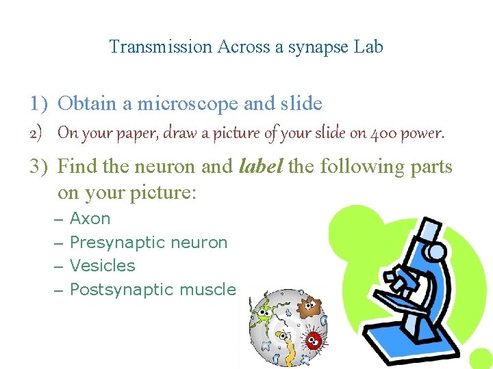 Transmission Across a synapse Lab 1) Obtain a microscope and slide 2) On your