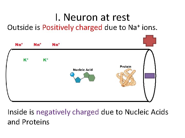 I. Neuron at rest Outside is Positively charged due to Na+ ions. Inside is