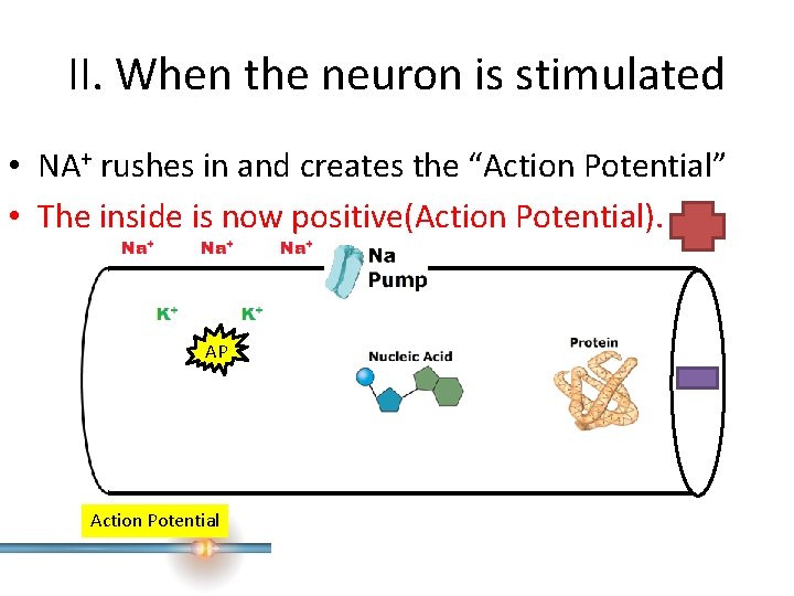 II. When the neuron is stimulated • NA+ rushes in and creates the “Action