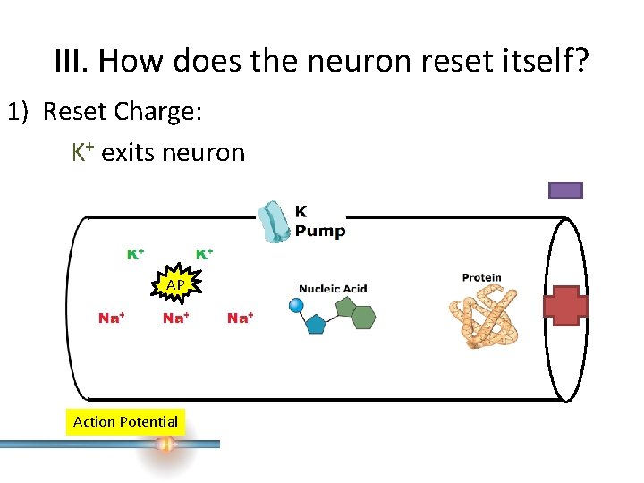 III. How does the neuron reset itself? 1) Reset Charge: K+ exits neuron AP