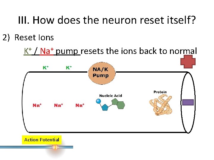 III. How does the neuron reset itself? 2) Reset Ions K+ / Na+ pump