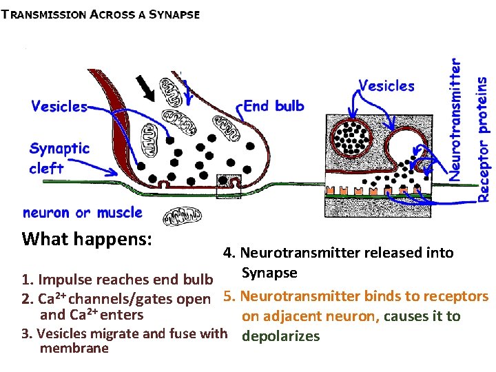 What happens: 4. Neurotransmitter released into Synapse 1. Impulse reaches end bulb 2. Ca
