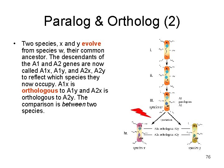 Paralog & Ortholog (2) • Two species, x and y evolve from species w,