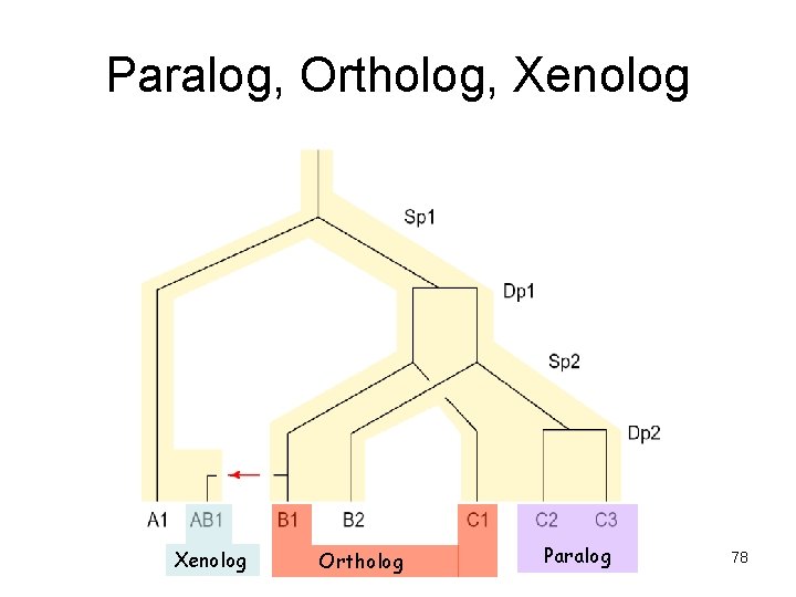 Paralog, Ortholog, Xenolog Ortholog Paralog 78 