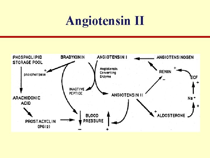 Angiotensin II 