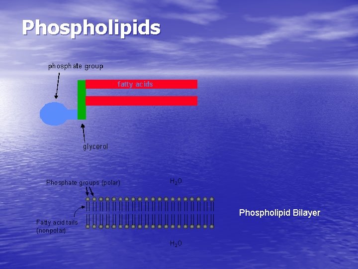 Phospholipids Phospholipid Bilayer Phospholipids Phospholipid Bilayer