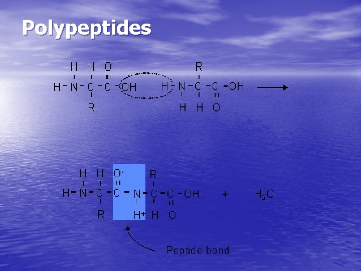 Polypeptides Polypeptides