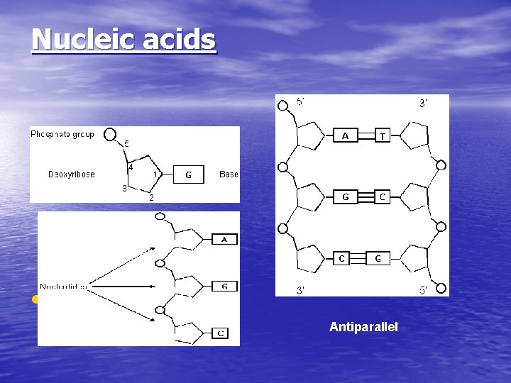 Nucleic acids • DNA Antiparallel Nucleic acids • DNA Antiparallel