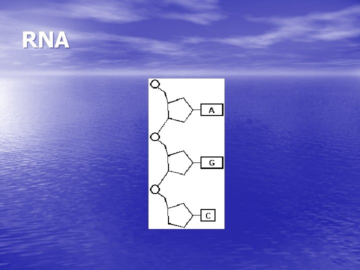 RNA RNA
