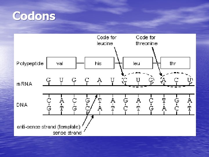 Codons Codons
