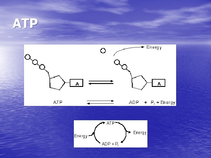 ATP ATP