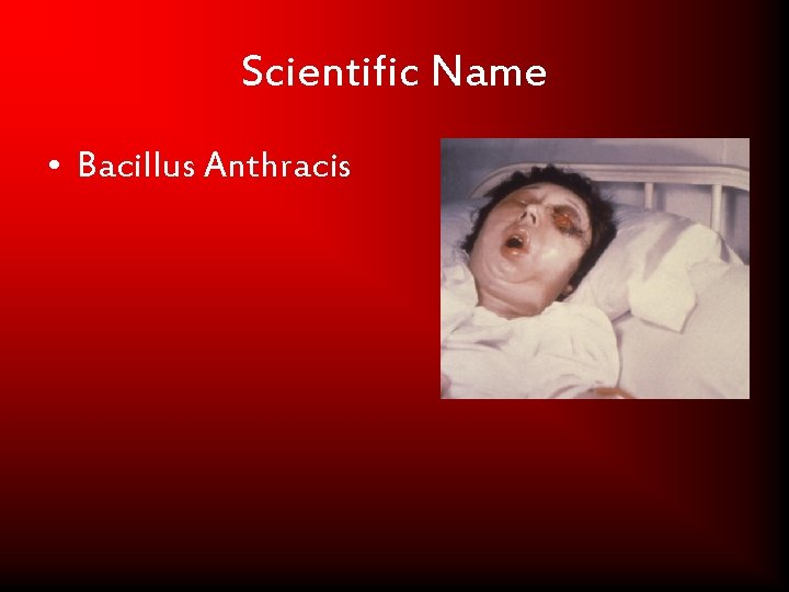 Scientific Name • Bacillus Anthracis 