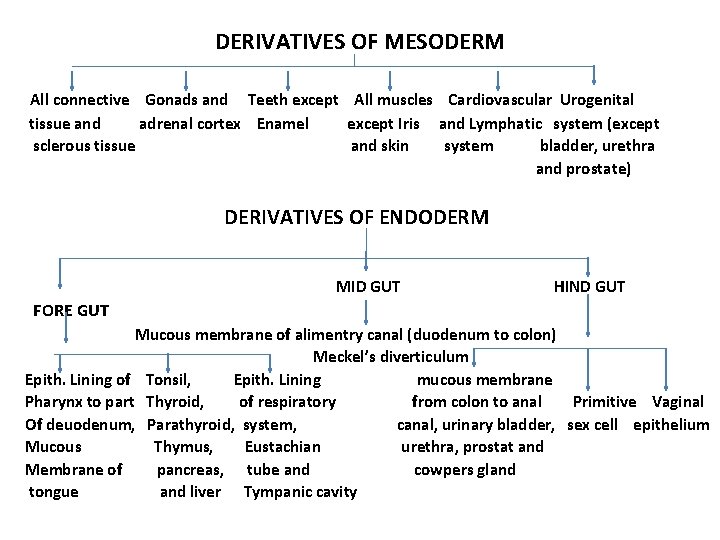 DERIVATIVES OF MESODERM All connective Gonads and Teeth except All muscles Cardiovascular Urogenital tissue