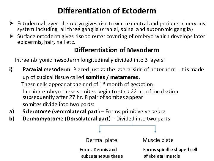 Differentiation of Ectoderm Ø Ectodermal layer of embryo gives rise to whole central and