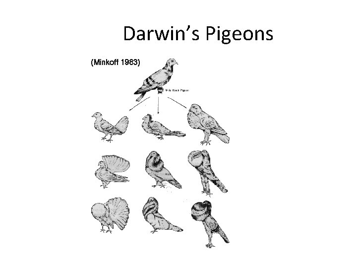 Darwin’s Pigeons 