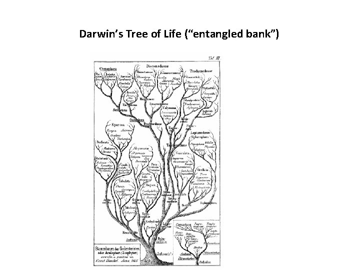 Darwin’s Tree of Life (“entangled bank”) 