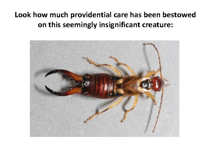 Look how much providential care has been bestowed on this seemingly insignificant creature: 