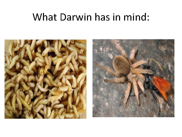 What Darwin has in mind: 