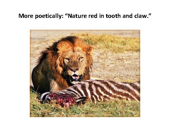 More poetically: “Nature red in tooth and claw. ” 